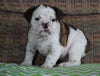 Beabull Puppy For Sale Millersburg, OH Male - Axel