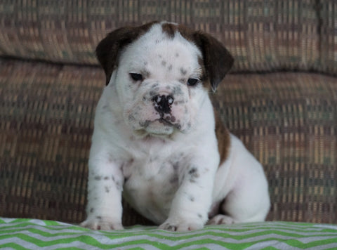 Beabull Puppy For Sale Millersburg, OH Male - Axel