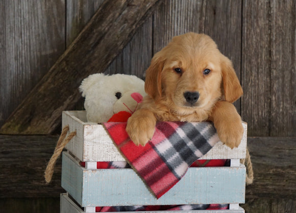 AKC Registered Golden Retriever For Sale Fredericksburg, OH Male- Garth