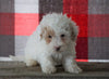 Bichpoo For Sale Millersburg, OH Male - Tanner