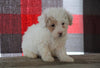 Bichpoo For Sale Millersburg, OH Male - Tanner