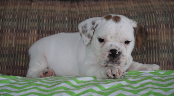 Beabull Puppy For Sale Millersburg, OH Male - Bruno