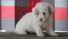 Bichpoo For Sale Millersburg, OH Male - Tanner