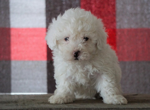 Bichpoo For Sale Millersburg, OH Male - Thatcher