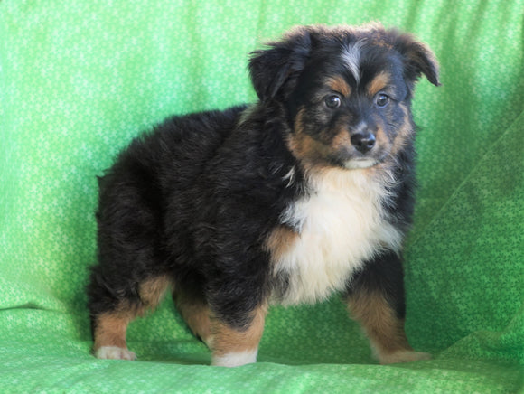 Mini Australian Shepherd Millersburg, OH Male - Marc