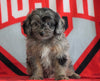 Mini Aussiedoodle For Sale Fredericksburg, OH Male- Nash