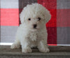 Bichpoo For Sale Millersburg, OH Female - Tyra