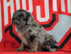 Mini Aussiedoodle For Sale Fredericksburg, OH Male- Nash