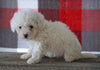 Bichpoo For Sale Millersburg, OH Female - Tyra