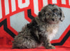 Mini Aussiedoodle For Sale Fredericksburg, OH Male- Nash