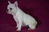 AKC Registered French Bulldog For Sale Millersburg, OH Female- Nancy