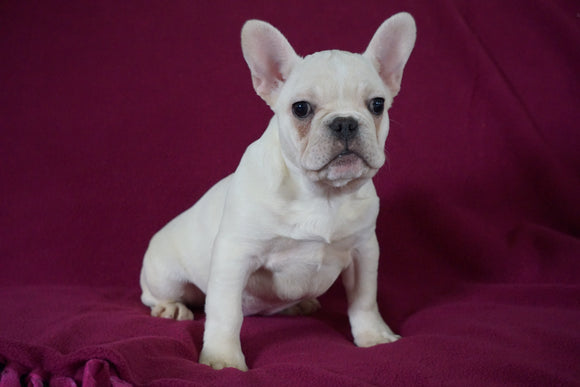 AKC Registered French Bulldog For Sale Millersburg, OH Female- Nancy