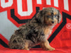 Mini Aussiedoodle For Sale Fredericksburg, OH Male- Nick