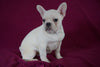 AKC Registered French Bulldog For Sale Millersburg, OH Female- Nancy