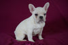 AKC Registered French Bulldog For Sale Millersburg, OH Female- Nancy