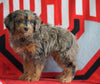 Mini Aussiedoodle For Sale Fredericksburg, OH Male- Nick