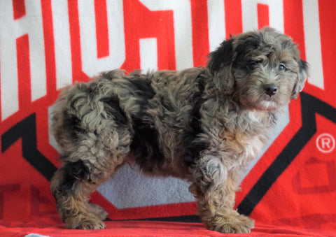 Mini Aussiedoodle For Sale Fredericksburg, OH Male- Neal