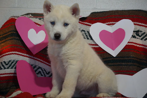 Siberian Husky For Sale Fredericksburg, OH Male- Donny