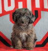 Mini Aussiedoodle For Sale Fredericksburg, OH Male- Nicko