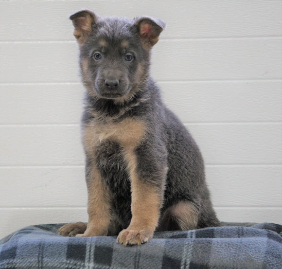 AKC Registered German Shepherd For Sale Waynesburg, OH Female - Athena