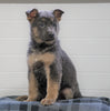 AKC Registered German Shepherd For Sale Waynesburg, OH Female - Athena
