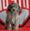Mini Aussiedoodle For Sale Fredericksburg, OH Male- Nebo