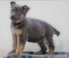 AKC Registered German Shepherd For Sale Waynesburg, OH Female - Athena