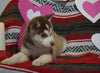 Siberian Husky For Sale Fredericksburg, OH Male- Danny