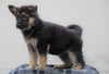 AKC Registered German Shepherd For Sale Waynesburg, OH Female - Jasmine