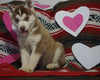 Siberian Husky For Sale Fredericksburg, OH Male- Danny