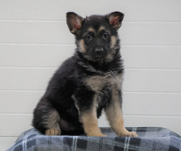 AKC Registered German Shepherd For Sale Waynesburg, OH Female - Jasmine