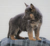 AKC Registered German Shepherd For Sale Waynesburg, OH Male - Axel