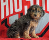 Mini Aussiedoodle For Sale Fredericksburg, OH Male- Nolan