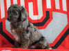 Mini Aussiedoodle For Sale Fredericksburg, OH Male- Nevin