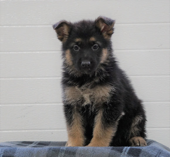 AKC Registered German Shepherd For Sale Waynesburg, OH Female - Princess