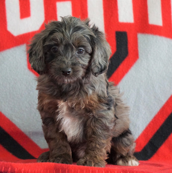 Mini Aussiedoodle For Sale Fredericksburg, OH Male- Nevin