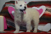 Siberian Husky For Sale Fredericksburg, OH Male- Dual