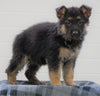 AKC Registered German Shepherd For Sale Waynesburg, OH Female - Princess