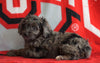 Mini Aussiedoodle For Sale Fredericksburg, OH Male- Nevin