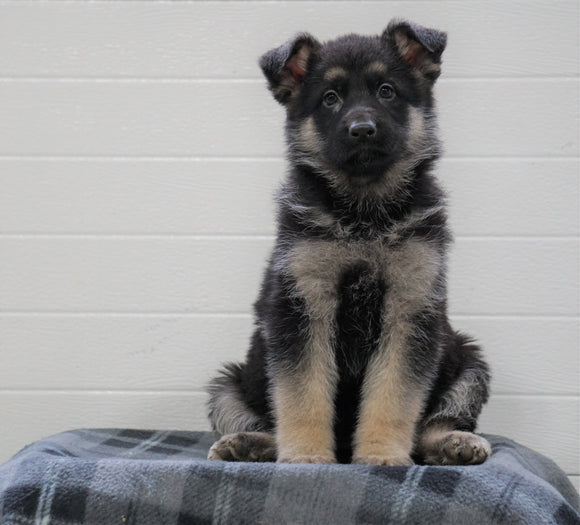 AKC Registered German Shepherd For Sale Waynesburg, OH Female - Ava