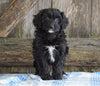 Mini Aussiedoodle For Sale Fredericksburg, OH Female- Nancy