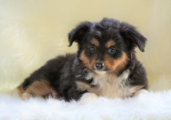 Mini Australian Shepherd Millersburg, OH Male - Tucker