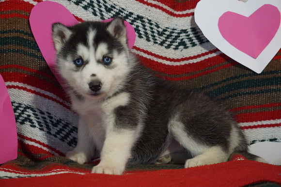 Siberian Husky For Sale Fredericksburg, OH Female- Eve