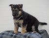 AKC Registered German Shepherd For Sale Waynesburg, OH Female - Leena