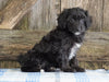 Mini Aussiedoodle For Sale Fredericksburg, OH Female- Nancy