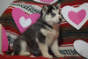Siberian Husky For Sale Fredericksburg, OH Female- Eve