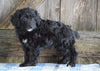 Mini Aussiedoodle For Sale Fredericksburg, OH Female- Nancy