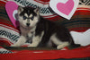 Siberian Husky For Sale Fredericksburg, OH Female- Erin