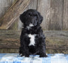 Mini Aussiedoodle For Sale Fredericksburg, OH Female- Natalie