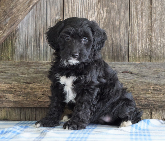 Mini Aussiedoodle For Sale Fredericksburg, OH Female- Natalie